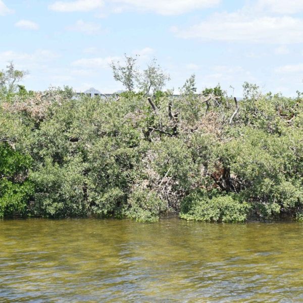 FDEP inspects Aqua&rsquo;s mangrove trimming, results remain unknown
