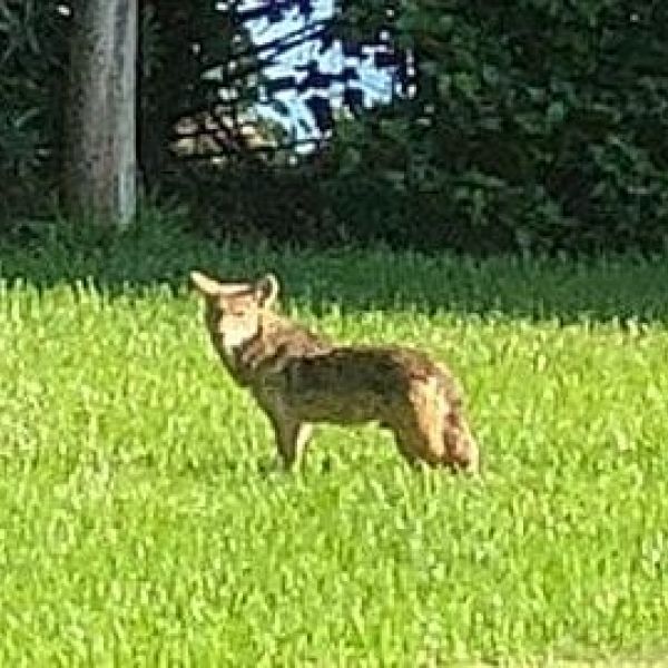 Holmes Beach Coyote