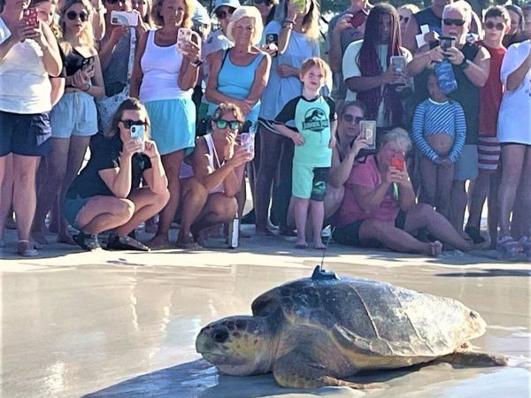 Loggerhead sea turtle &lsquo;Suzi&rsquo; released into race