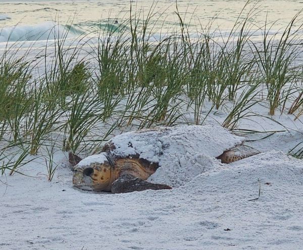 Sea turtle nesting season comes to an end