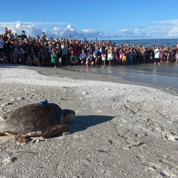 Sea turtle release attracts crowds Monday