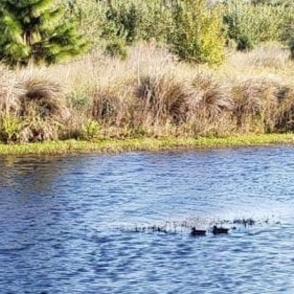 Ducks at Perico Preserve