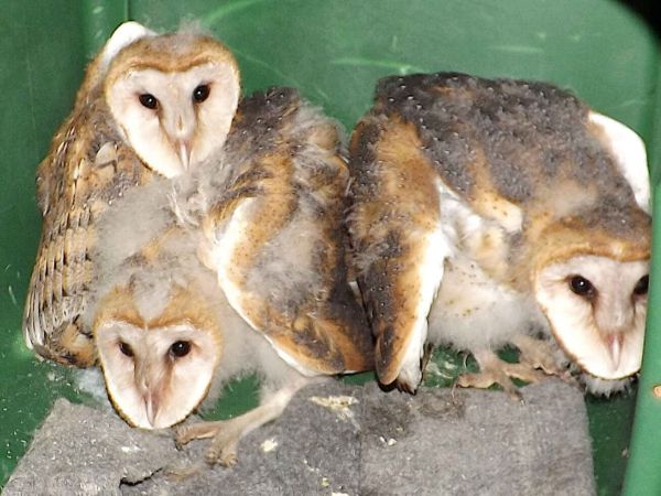 Holmes Beach assists Wildlife Inc.
