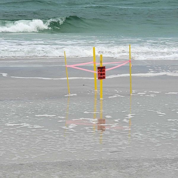 Turtle season slows to a crawl