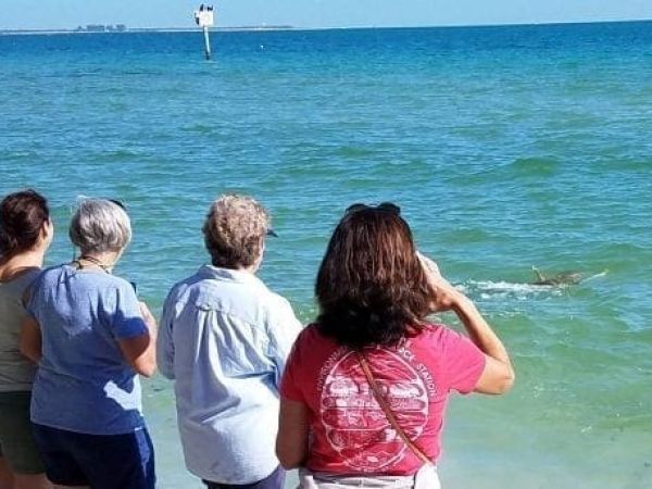 sea turtle release