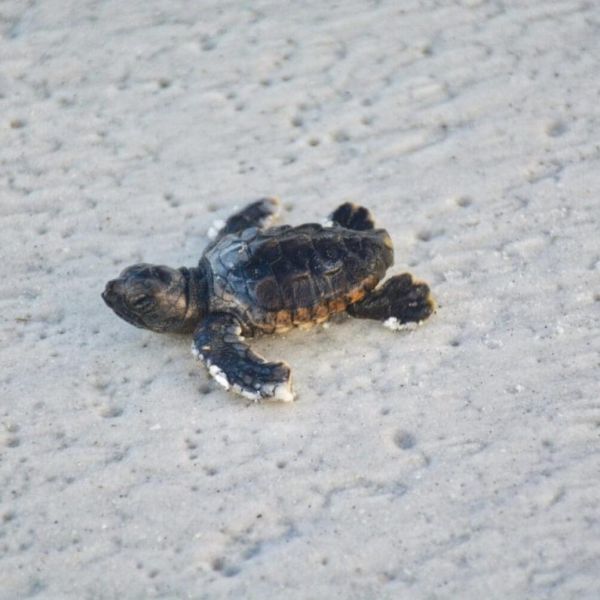 Turtle hatchlings break record on AMI