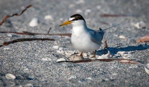 Reel Time: For the Birds