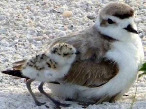 Shorebird survey marks start of season