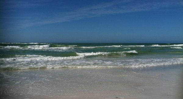 Red tide numbers high south of Manatee County