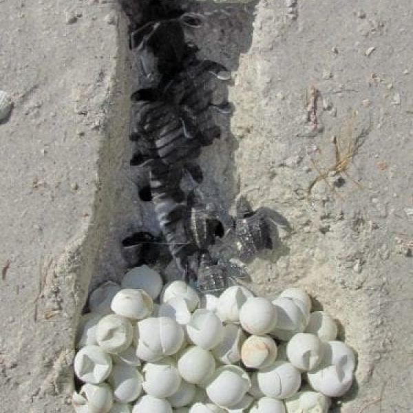 Turtle nest