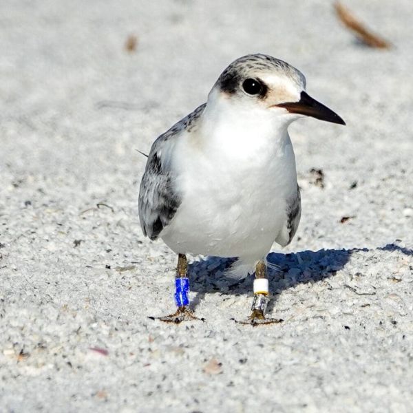 Least tern colony leaves Bradenton Beach