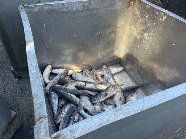 Fishermen report slow mullet season