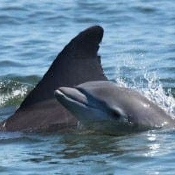Dolphin calf