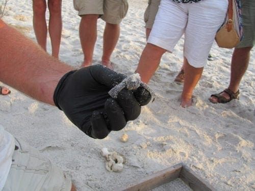 Loggerhead hatchling