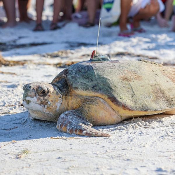 Sea turtle tagged at Coquina Beach