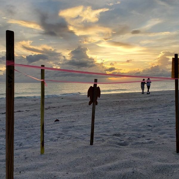 Sea turtle nesting season is on