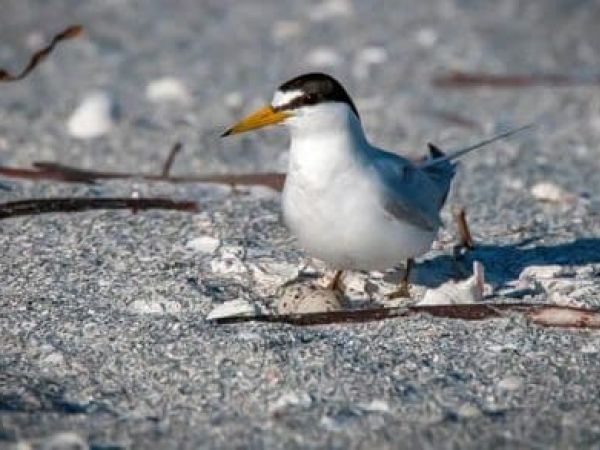 Reel Time: For the Birds