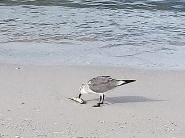 Red tide seagull