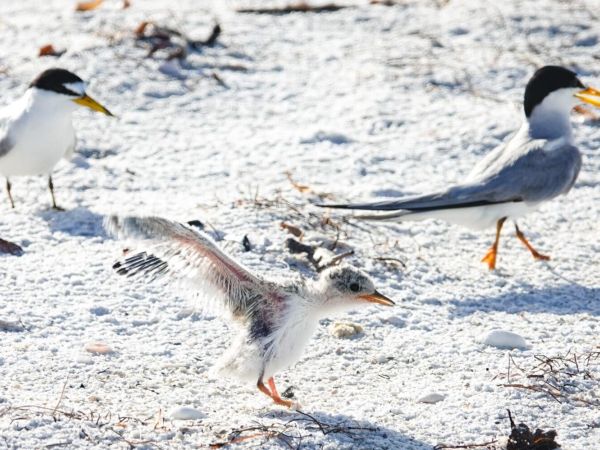 Growing least tern colony vulnerable to firework