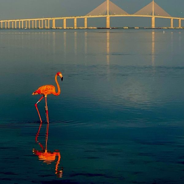 Flamingos flock to Florida during hurricane