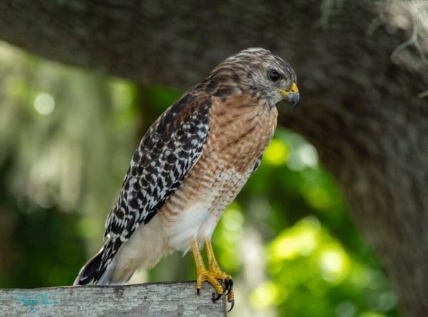 Fred and the fish-eating squirrel