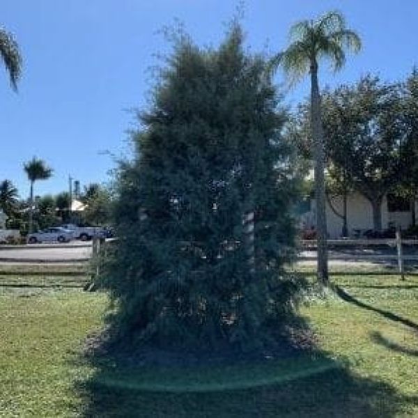 Holmes Beach Christmas tree