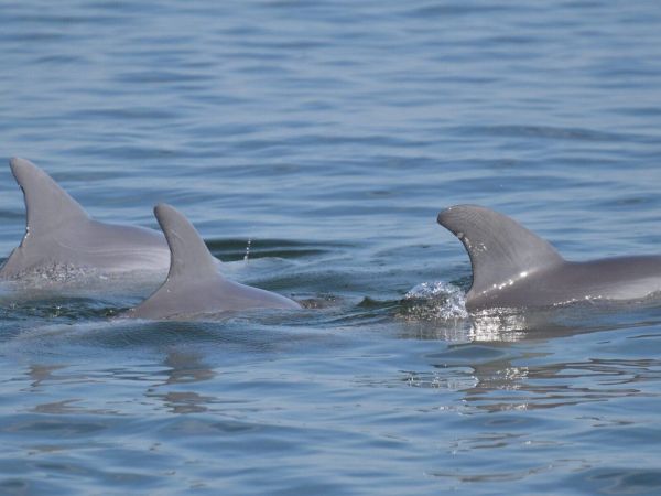 Piney Point pollution spreading, affecting dolphins