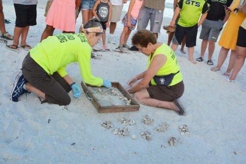 Where's Bortie excavation