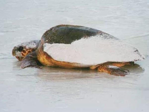 Sea Turtle patrol begins this week on AMI