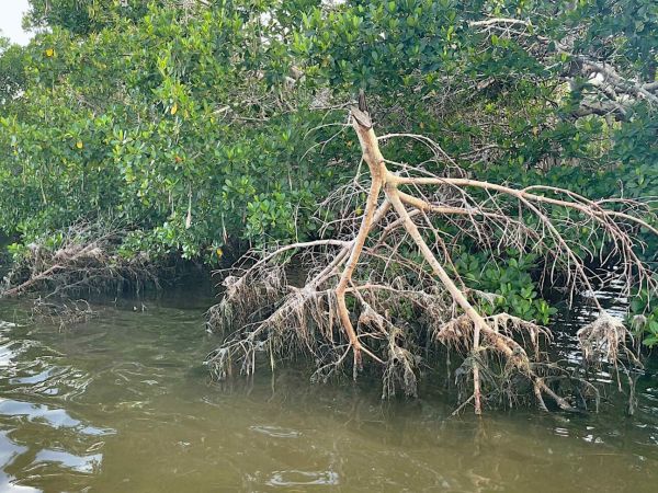Aqua mangrove trimming prompts FDEP warning