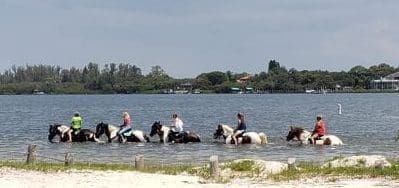 Concerns raised over horse waste in bay