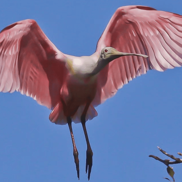 Reel Time: Enjoy nature at the Florida Birding and Nature Festival