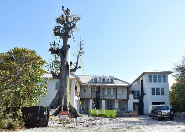 Kapok tree relocated to Anna Maria
