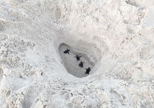 Bradenton Beach commissioners discuss beach hole ordinance