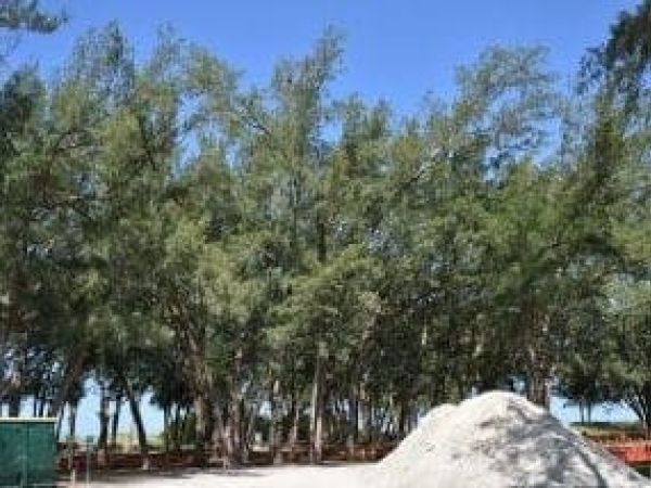 Proposed tree removals delayed