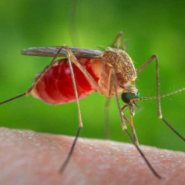 Avoid being a mosquito&rsquo;s meal