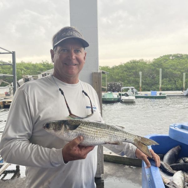Mullet season in full swing