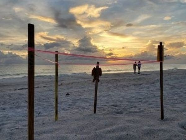 Good, bad records mark turtle season