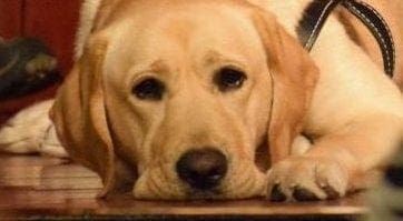 Southeastern Guide Dogs Issac