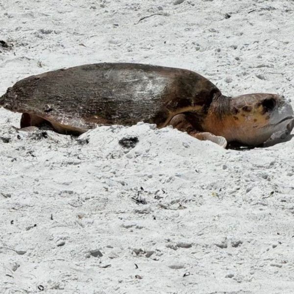 Second sea turtle nests in daytime