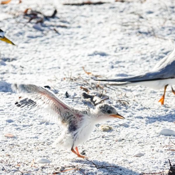 Growing least tern colony vulnerable to firework