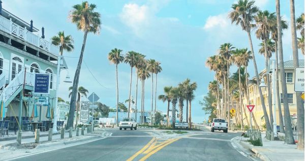 Commissioners pursue palm tree removal
