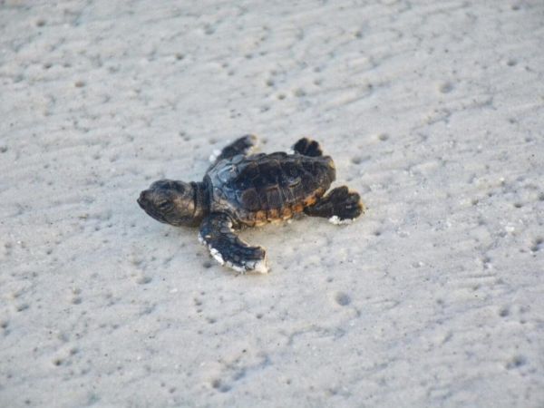 Turtle hatchlings break record on AMI