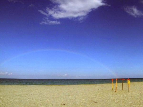 Turtle season begins under Mazzarella&rsquo;s watch