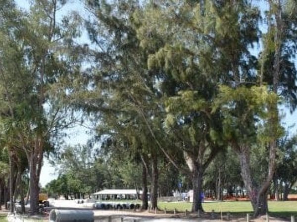 County Commission authorizes removal of six Australian pines