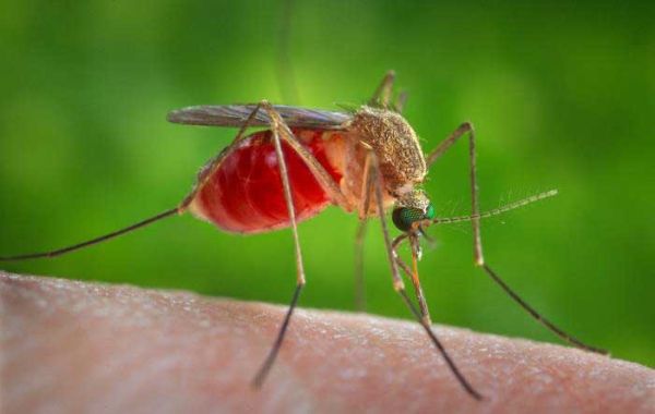 Avoid being a mosquito&rsquo;s meal