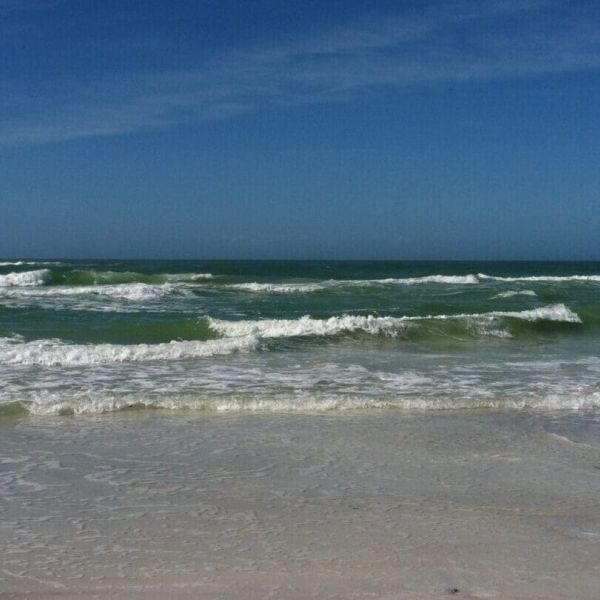 Red tide numbers high south of Manatee County
