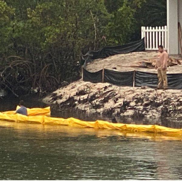 Mangroves removed before protective barrier installed