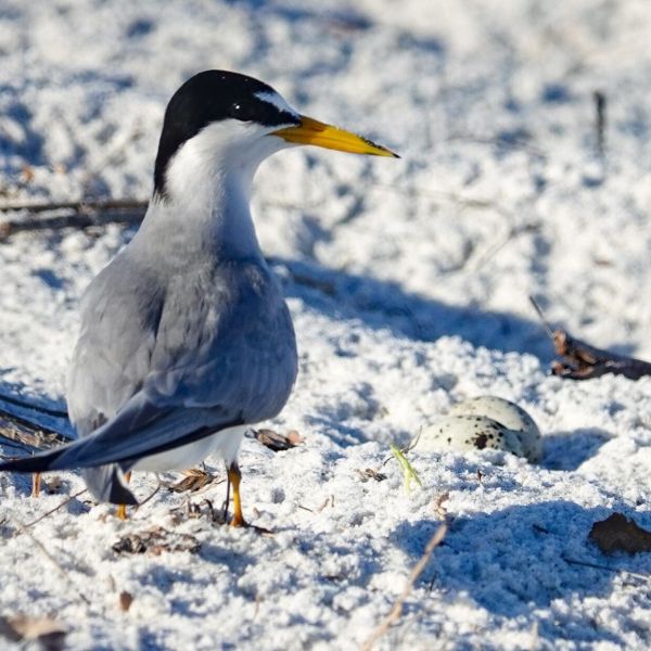 Least tern numbers increasing