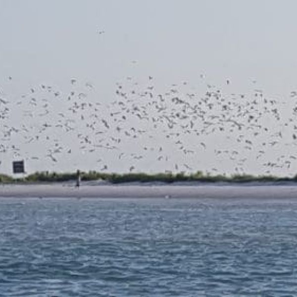 Coast Lines: Save the refuge for the birds